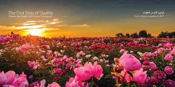 تصویر 4 از خرید و قیمت  عرق گلاب سنگین + فروش صادراتی